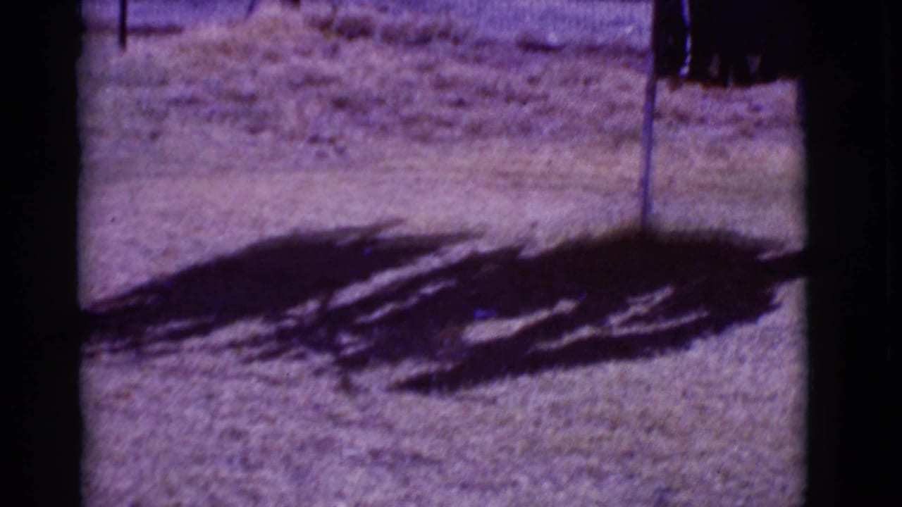 Dry ground with dark shadows and a partial pole or tree trunk at the edge of the frame.