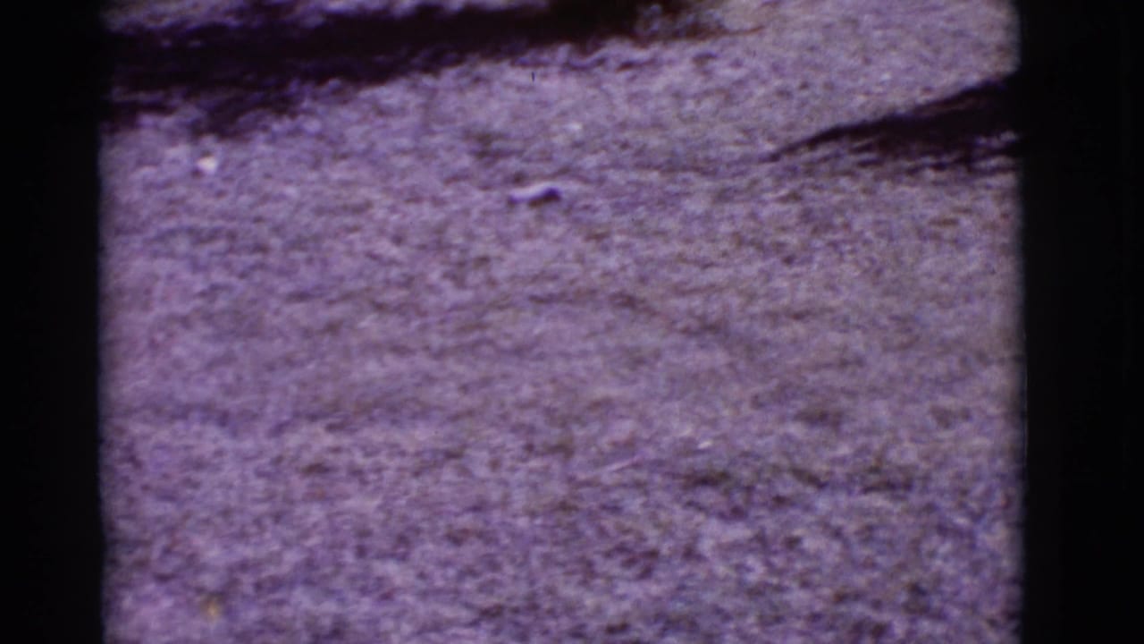 Dry open ground with soft focus and dark film borders around the frame.