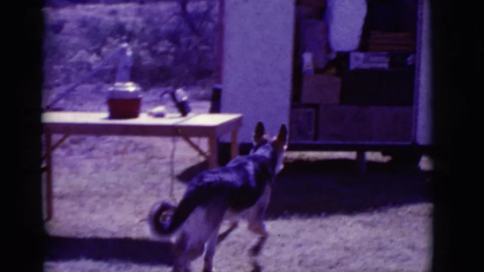 German Shepherd moves through a Clarkdale, Arizona campsite near a folding table, supplies and a small shed or trailer.