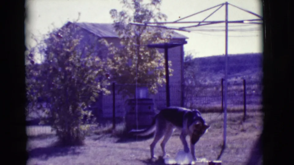 A German Shepherd moves through a fenced outdoor yard in 1960s Clarkdale footage, with a small shed and metal drying rack behind it.