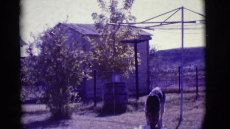 The dog sniffs or lowers its head in a Clarkdale yard, with a tree, fence, small shed, and metal clothes drying rack visible.