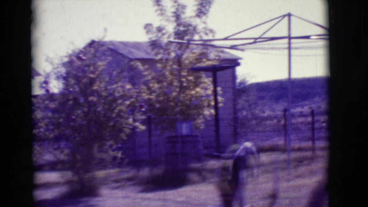 German Shepherd approaches a bowl area in a rural yard with a clothesline frame and shed behind it.