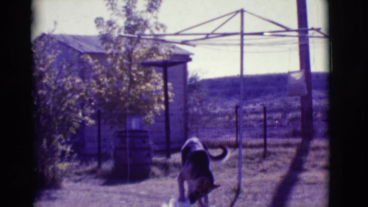 German Shepherd stands near a bowl in a fenced yard beneath a metal clothesline frame.