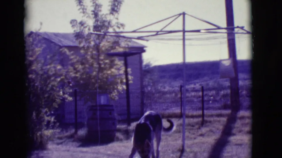 1966 home-movie view of a German Shepherd beginning to eat in a rural Clarkdale yard with a shed, barrel, fence, and clothesline frame.