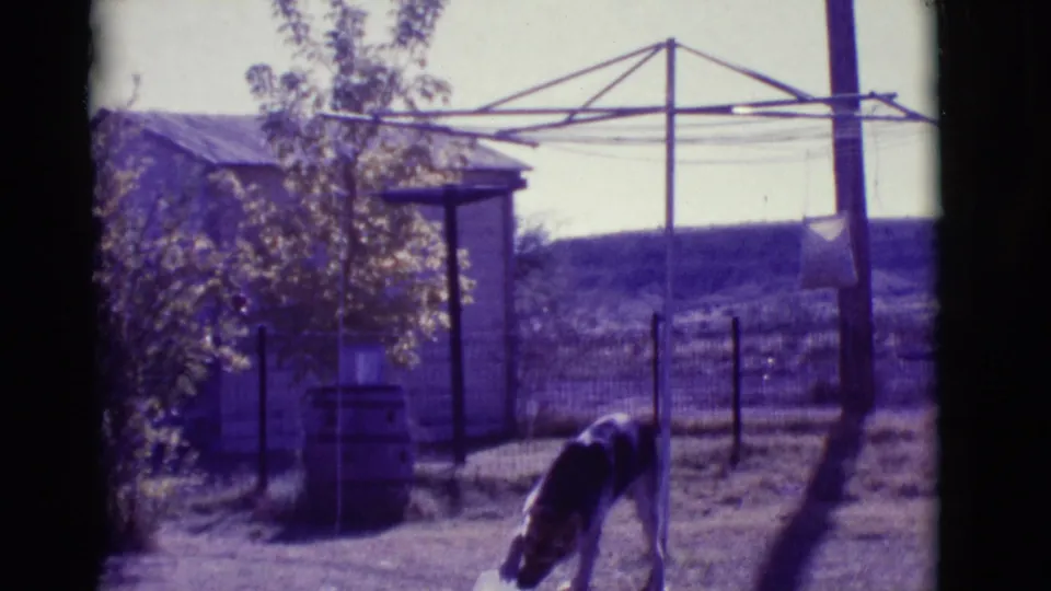 German Shepherd eating in a 1966 Clarkdale backyard, framed by a clothesline pole, wire fence, shed, barrel, and dry open yard.