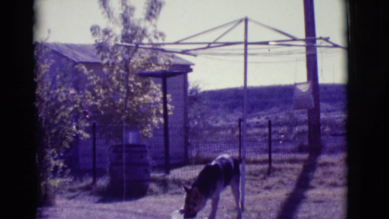 German Shepherd lowers its head in a dirt yard near a wire fence and clothesline.