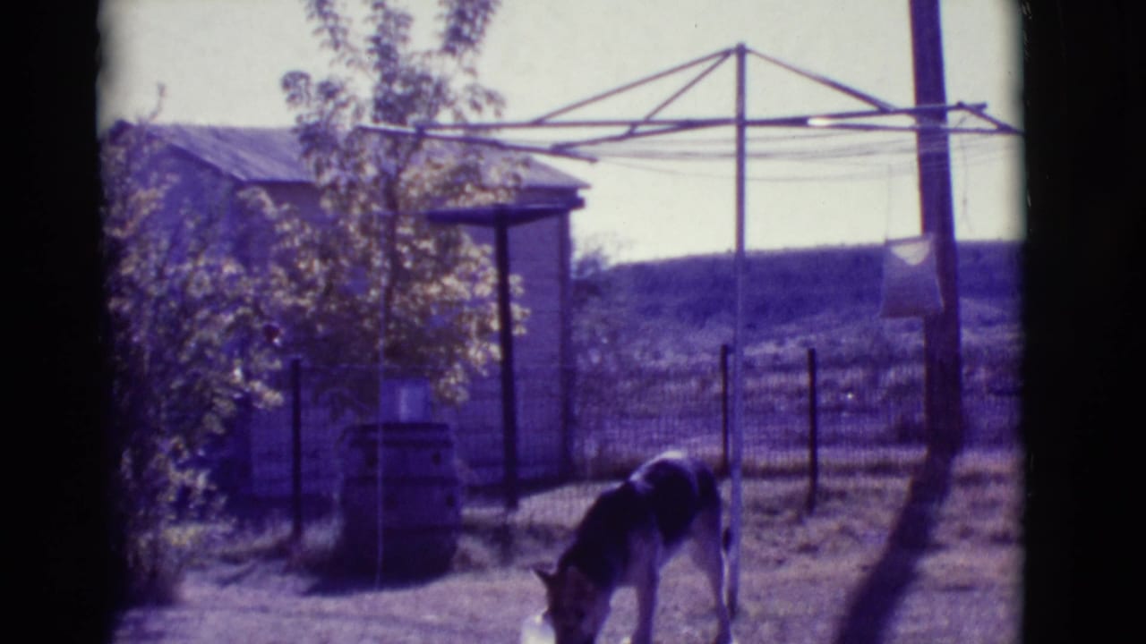 German Shepherd stands with head down in a fenced dirt yard beneath a clothesline.