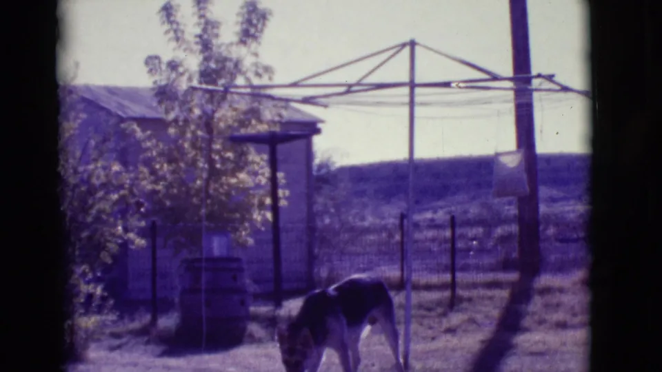 1966 Clarkdale, Arizona 8mm still of a German Shepherd bending toward the dirt in a rural backyard framed by a fence, shed, tree, and clothesline.