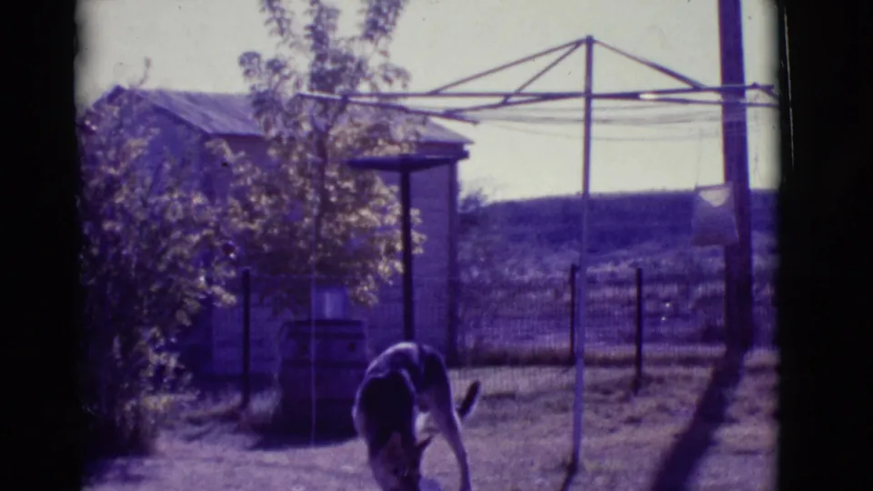 1966 Clarkdale, Arizona home-movie frame of a German Shepherd near the foreground, with wire fencing, a shed, a tree, and a metal clothesline visible.