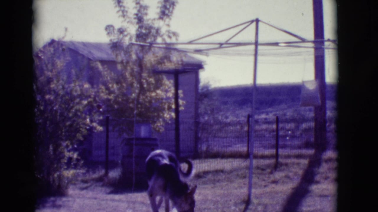 German Shepherd sniffing a dry backyard near a rotary clothesline and small shed.