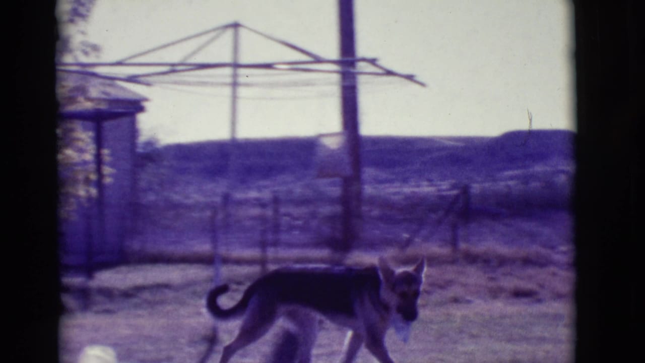 German Shepherd standing in a yard with a clothesline, fence, and open dry landscape behind it.