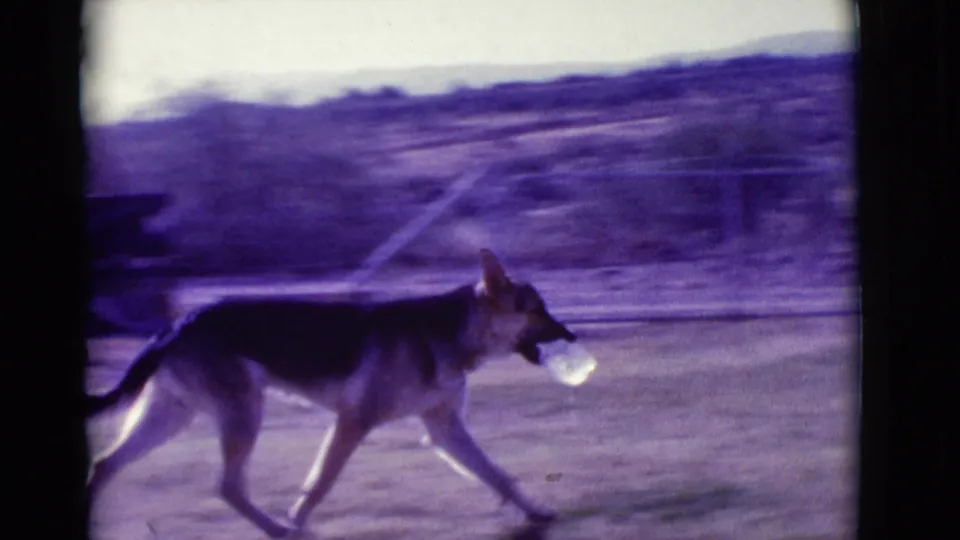 German Shepherd walks across a Clarkdale, Arizona yard in 1966, carrying a light-colored plastic bottle in its mouth.