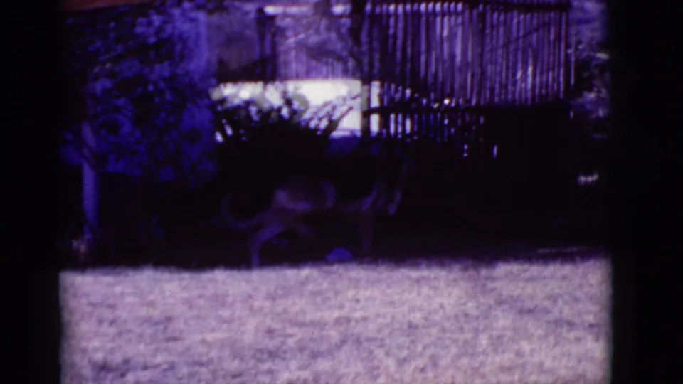 German Shepherd moves through a shadowed area of a 1966 Clarkdale, Arizona yard near fencing, vegetation, and a raised outdoor structure.