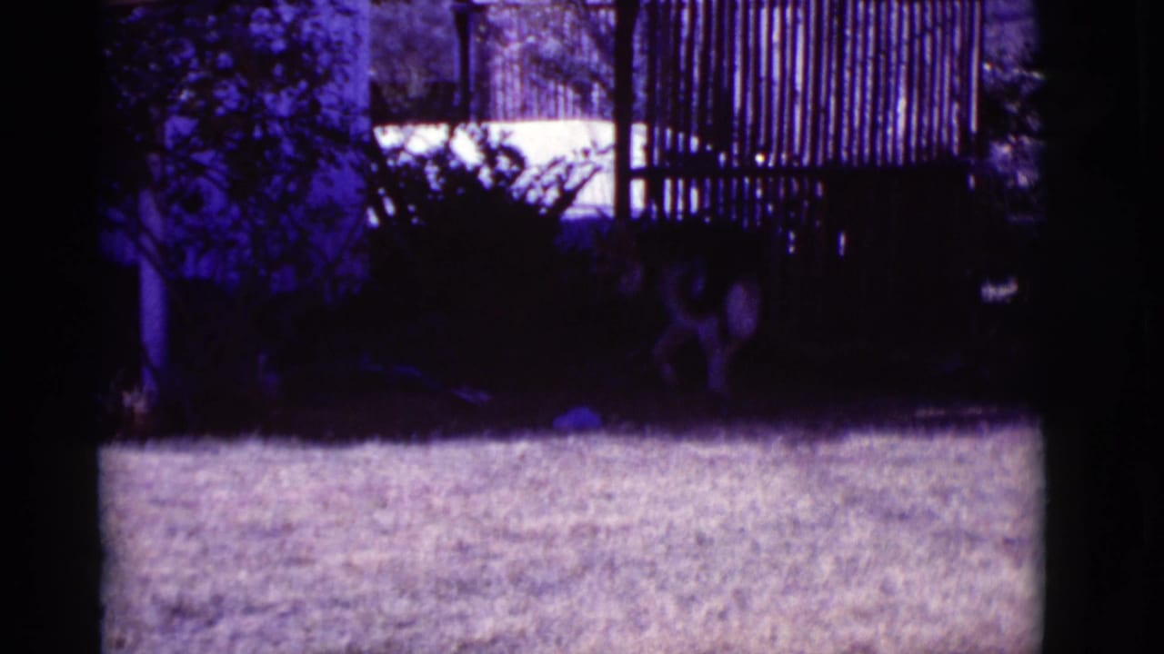 Large dog standing in deep shade on a lawn near shrubs and a wooden fence.