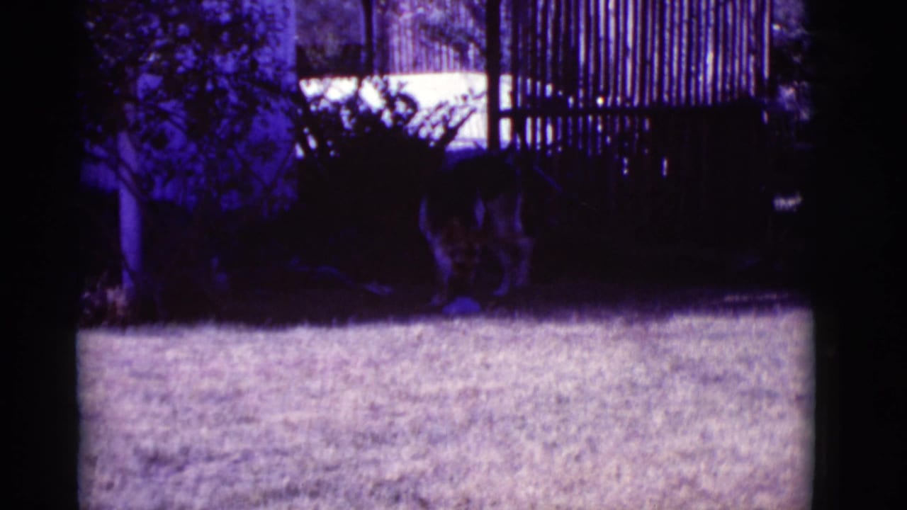 Dog moving through shadow beside a fence, with bright grass in the foreground.