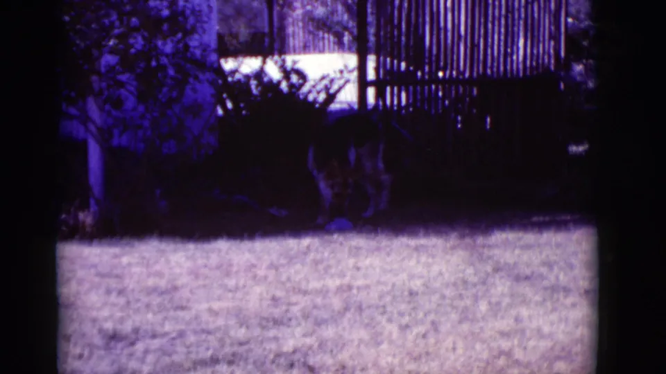 The German Shepherd moves through a dark strip of backyard shade in the 1966 Clarkdale home-movie footage.
