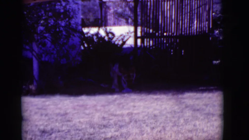 A dim 8mm frame shows the dog near shrubs and fencing in a Clarkdale yard, with strong purple-blue film color shift.
