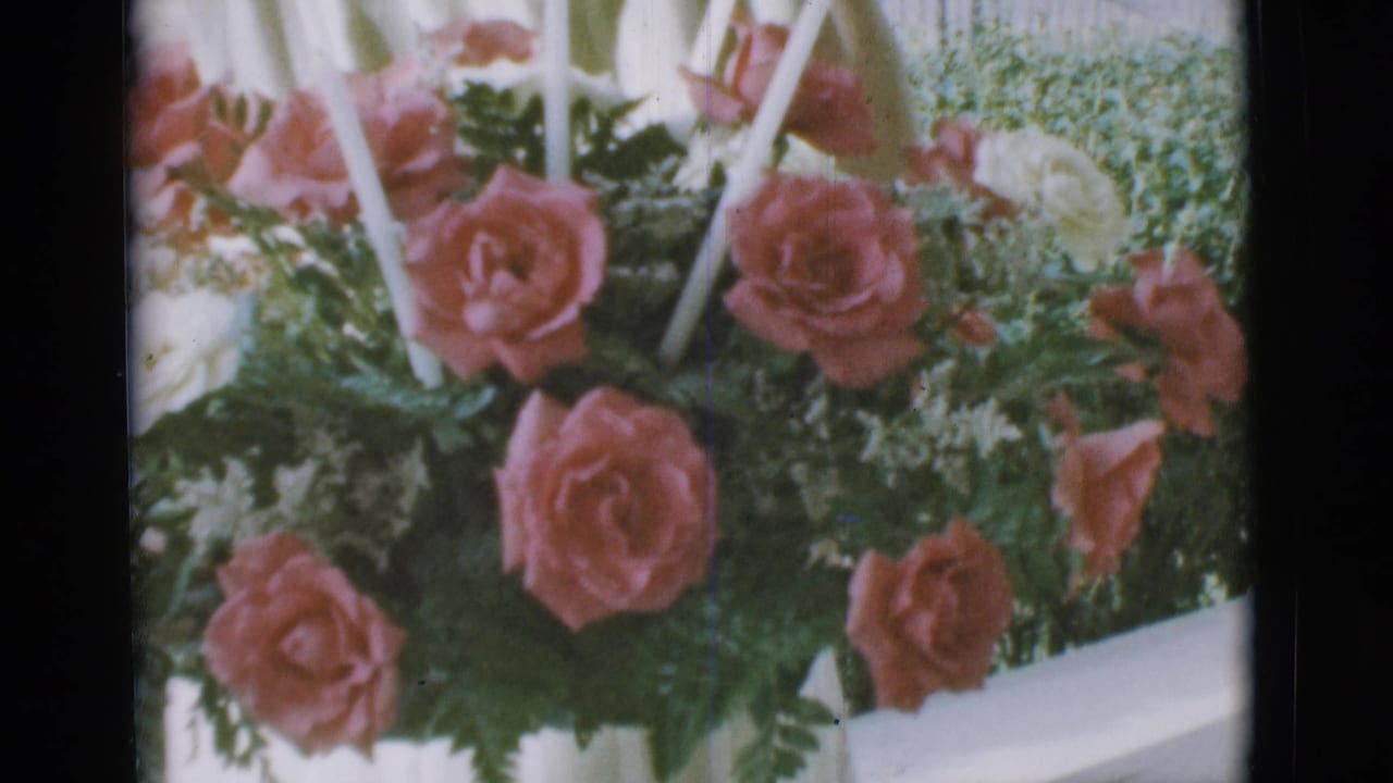 Close view of pink roses, white flowers, green foliage, and pale stems in daylight.