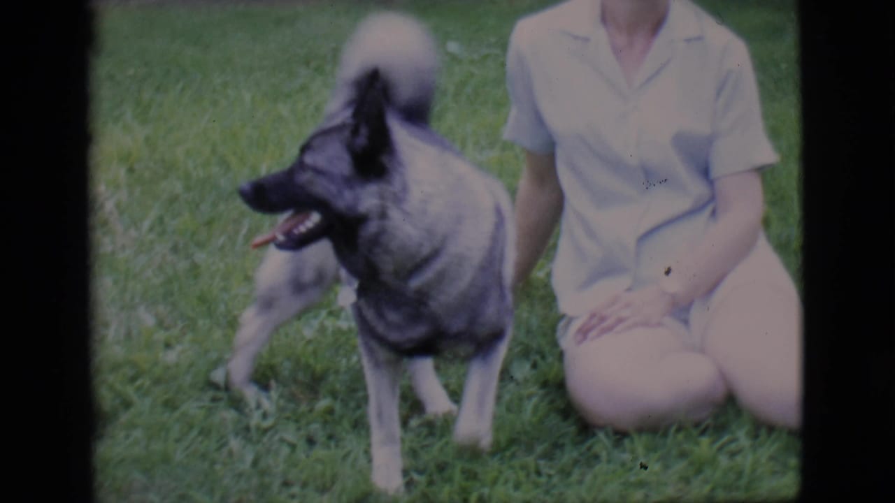 Large gray dog stands on grass beside a seated woman in light clothing.