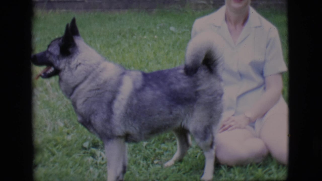 Gray dog stands in profile on the lawn next to a seated woman.