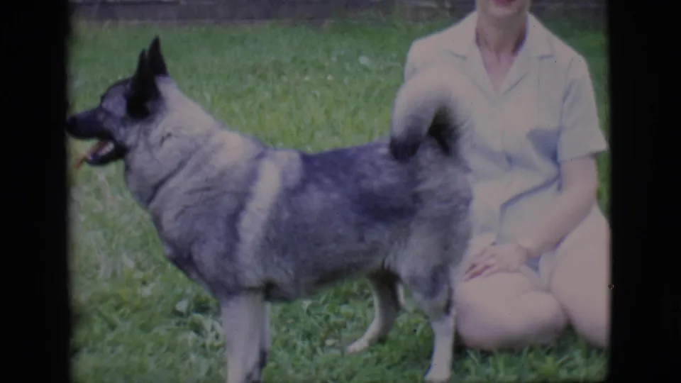 The dog stands in profile with its tongue visible while the woman sits nearby on the grassy lawn in Clarkdale, Arizona.
