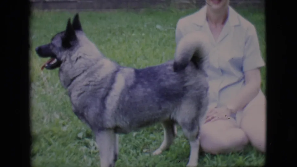 A large gray dog with pointed ears and a curled tail stands beside the seated woman in this 1960s 8mm lawn scene.