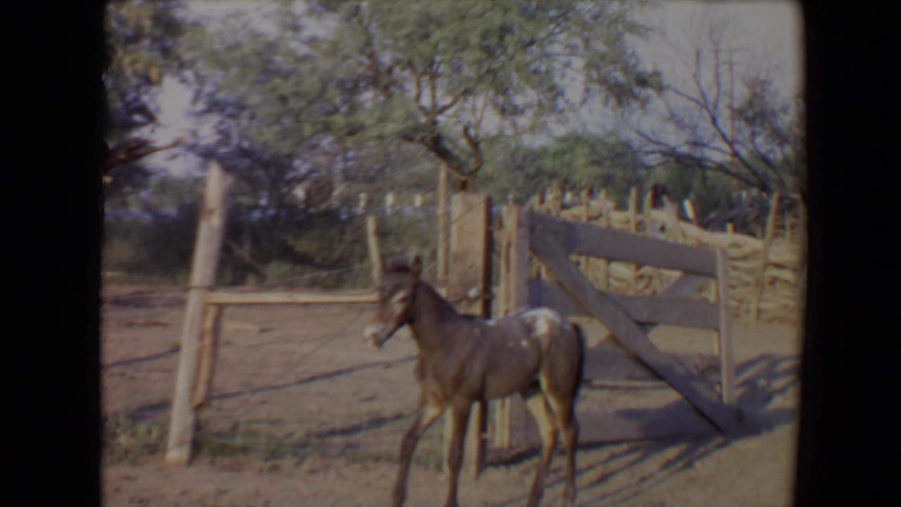 Brown foal standing near a wooden corral gate on dusty ground.
