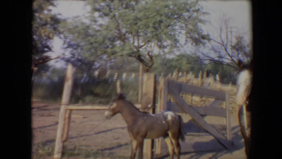 The foal remains near the fence and gate, with trees behind the dusty enclosure in 1967 Flagstaff footage.