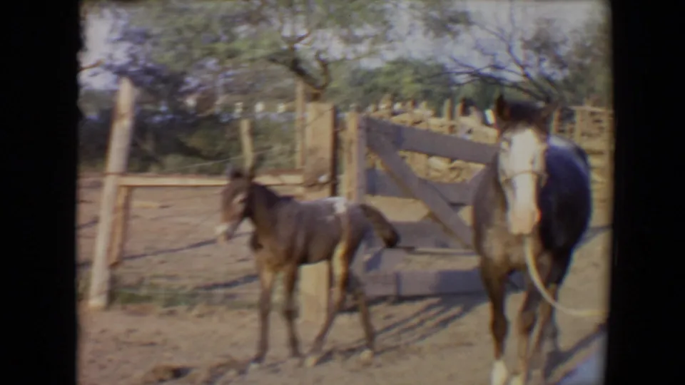 A larger brown horse enters beside the foal near the corral gate, with dusty ground and trees visible behind them.