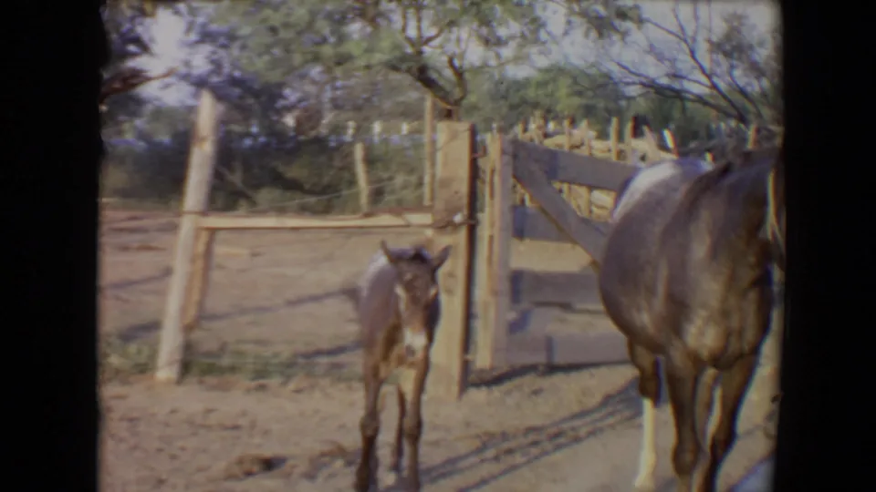 The foal faces forward near the fence while the adult horse is cropped at right, in a sunlit 1967 Arizona corral scene.
