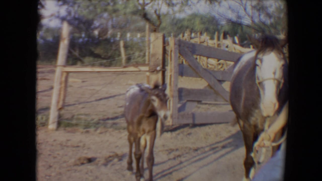 Small foal stands near a white-faced horse beside a wooden ranch gate.