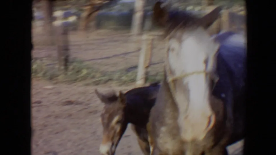 Close, handheld 8mm view of the white-faced horse and foal in the ranch pen, with motion blur and soft color.