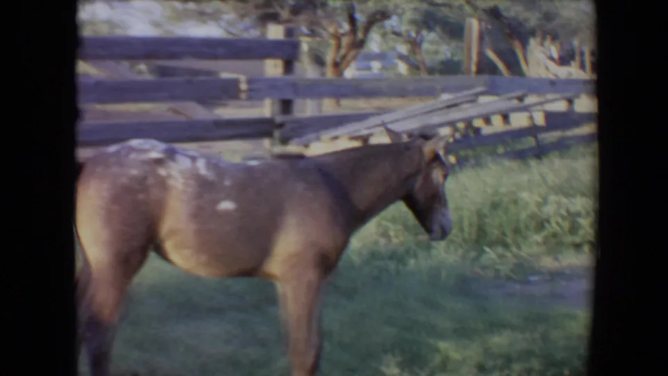 A brown horse moves through grass beside wooden ranch fencing and trees in the 1967 Flagstaff-area home movie.