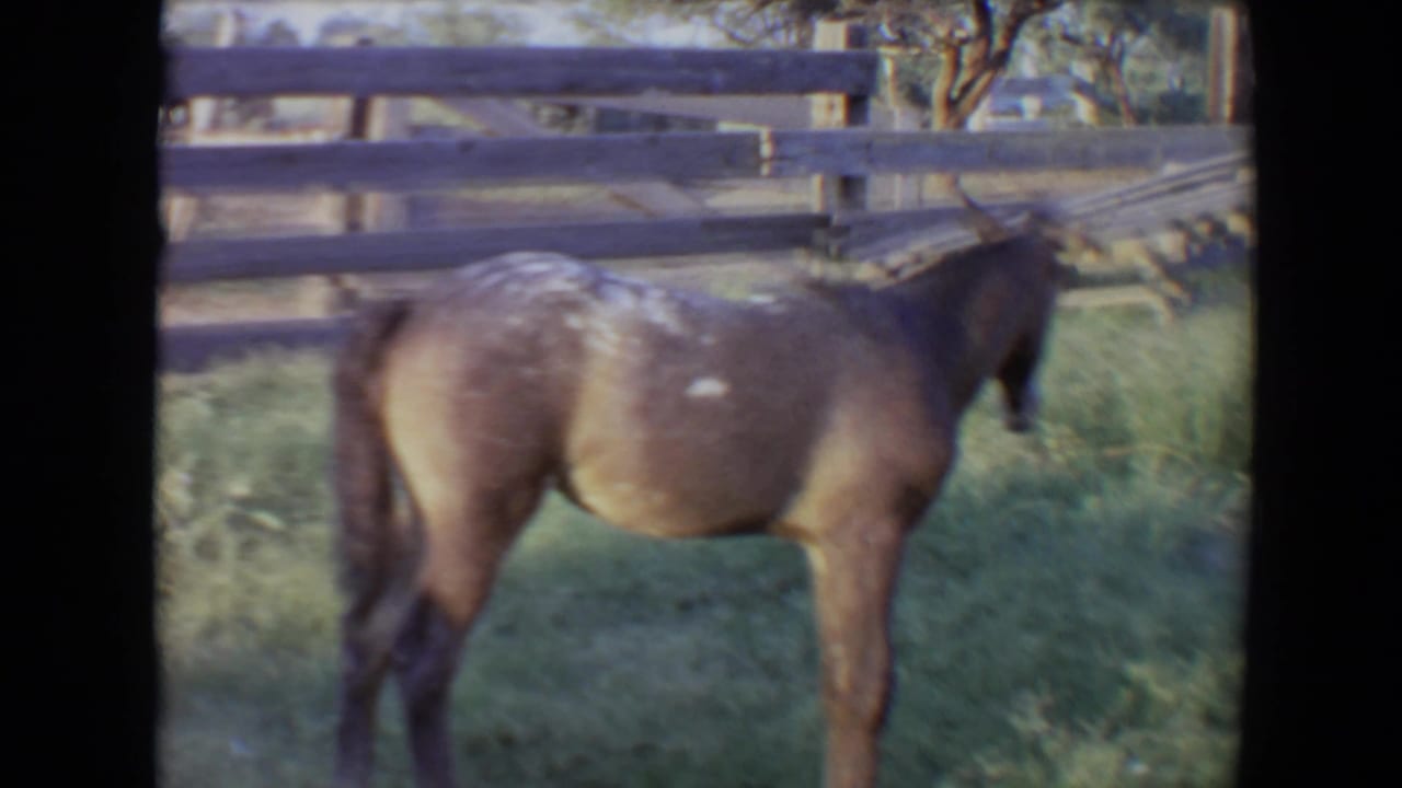 Dapple-gray horse standing in grass beside a wooden paddock fence.