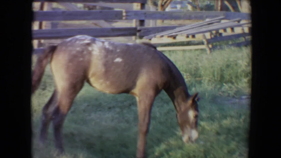 1967 Flagstaff 8mm frame showing the dapple-gray horse lowering its head to graze inside a fenced grassy enclosure.