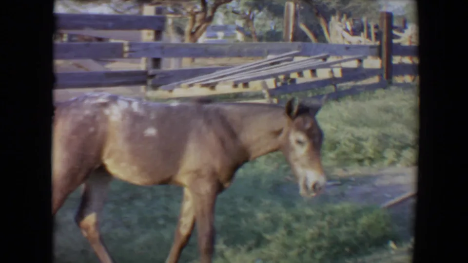 1967 Flagstaff 8mm frame of the dapple-gray horse walking through the grassy paddock, with rail fencing and yard materials behind.