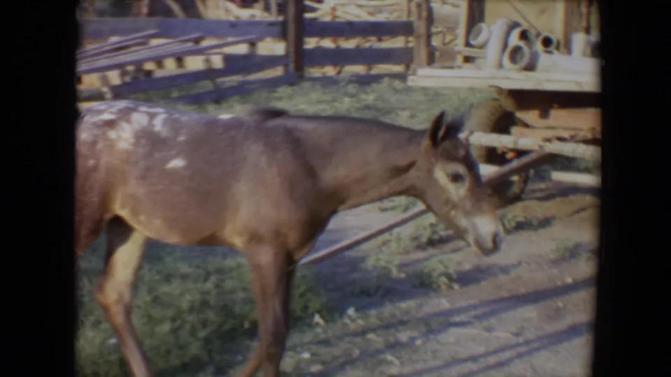 1967 Flagstaff 8mm frame showing the horse in side profile as it walks through the paddock near wooden rails and scattered materials.