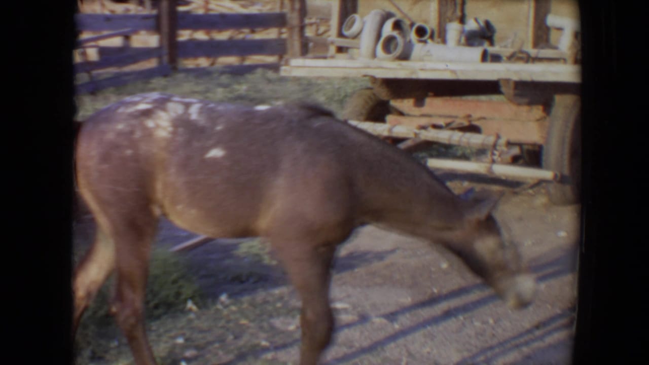 A young brown donkey with white speckles walks left to right in a 1967 Flagstaff, Arizona farmyard, with fencing and tools behind it.