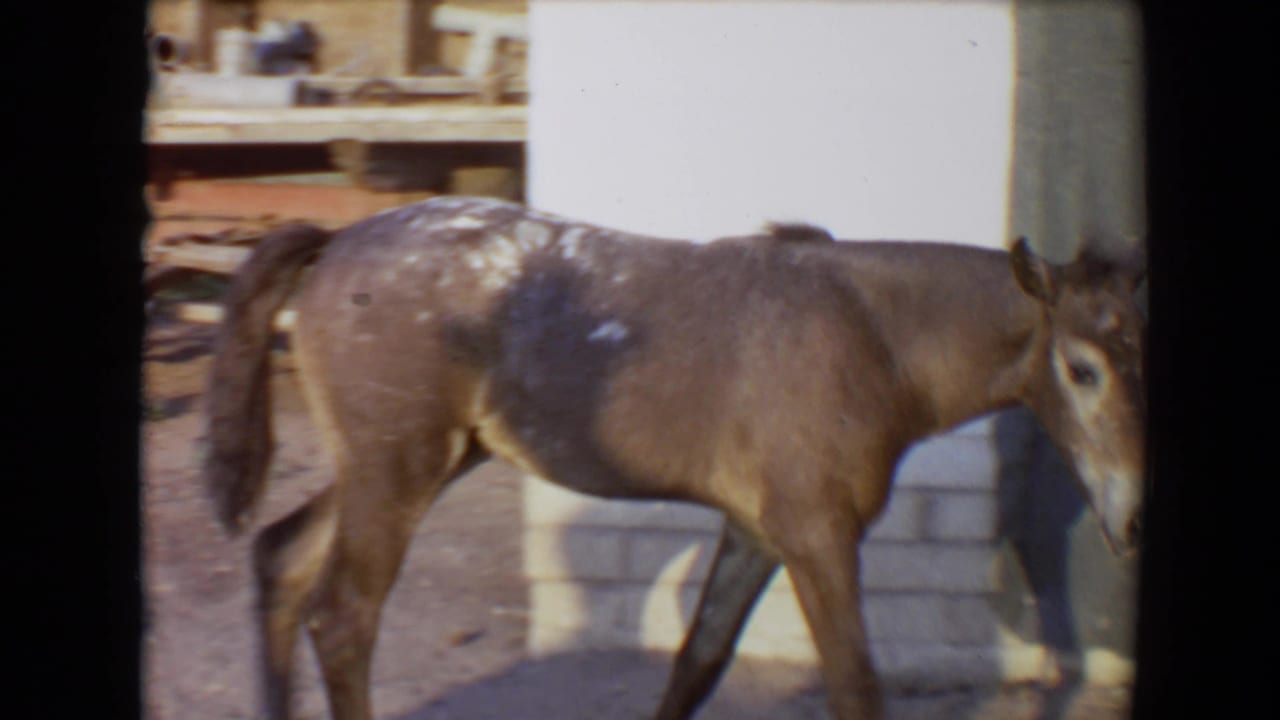 Speckled donkey passing a white wall and stacked blocks in an outdoor yard.