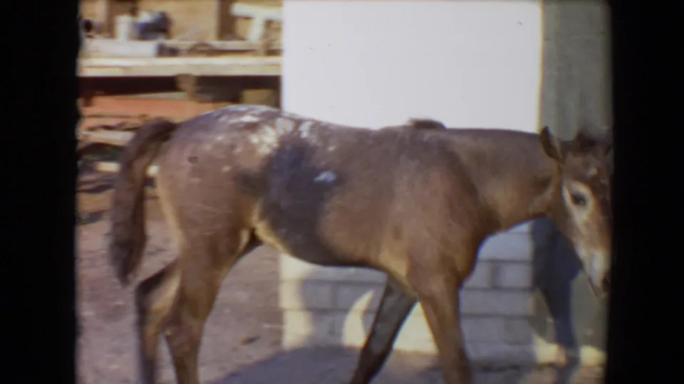The donkey continues rightward beside a white building wall and stacked blocks in the 1967 Flagstaff, Arizona home-movie scene.