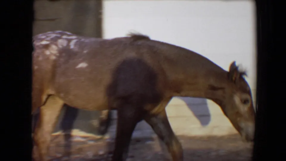 A close side view shows the speckled donkey with its head lowered near the white wall during the Flagstaff, Arizona farmyard clip.