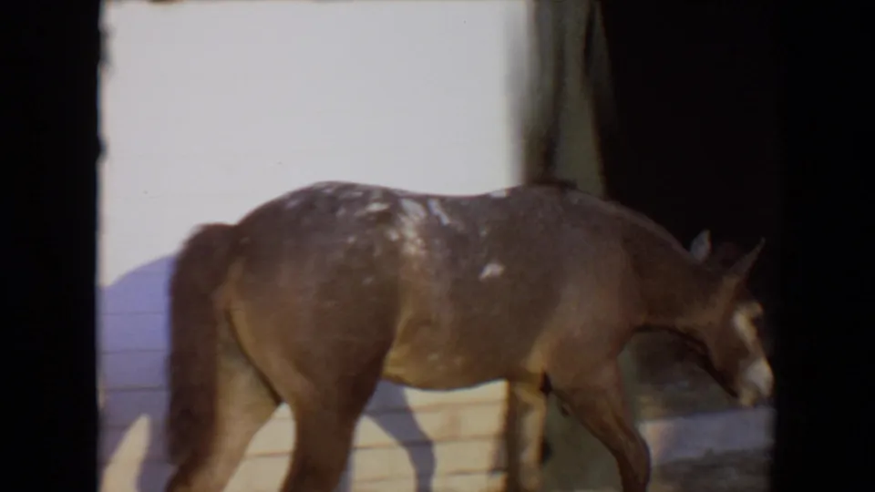 The donkey moves toward the right edge of the frame beside a white wall and shadowed opening in the 1967 Arizona home movie.