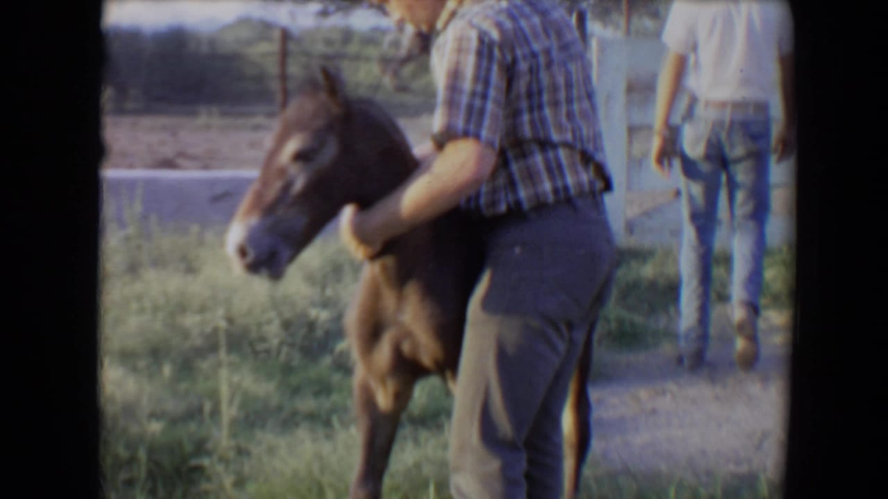 Man in plaid shirt holds a small brown foal while another person walks away near a fence.