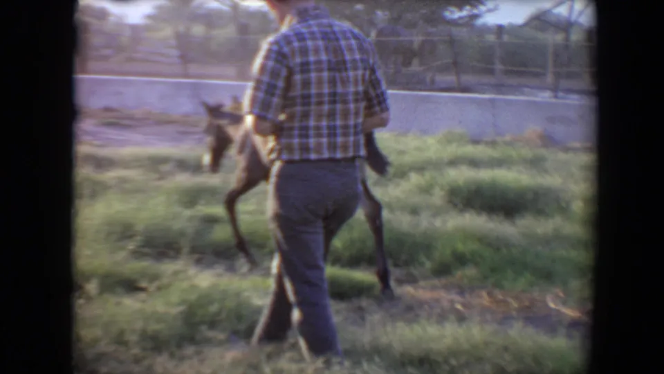 The final frame shows the man following the small brown foal across grass inside the Flagstaff farm enclosure.