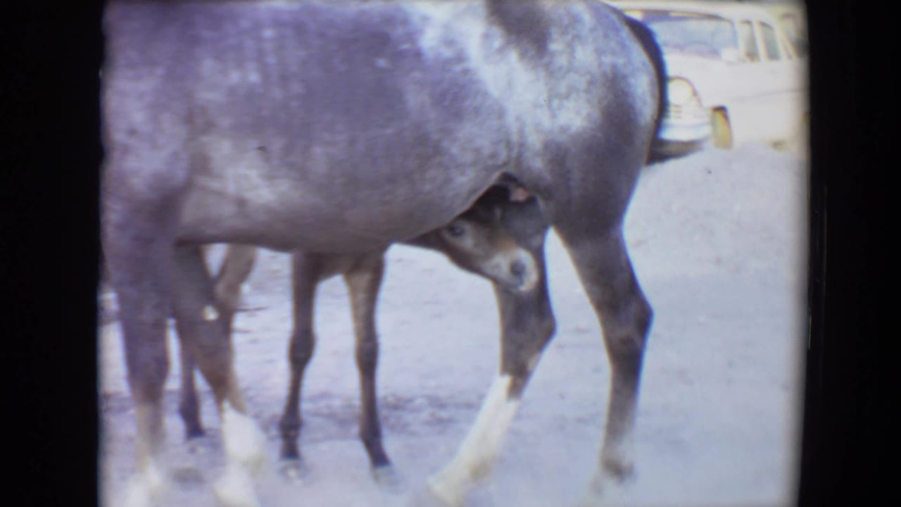 Adult horse standing over a dark foal on dusty ground with a light car in the background.