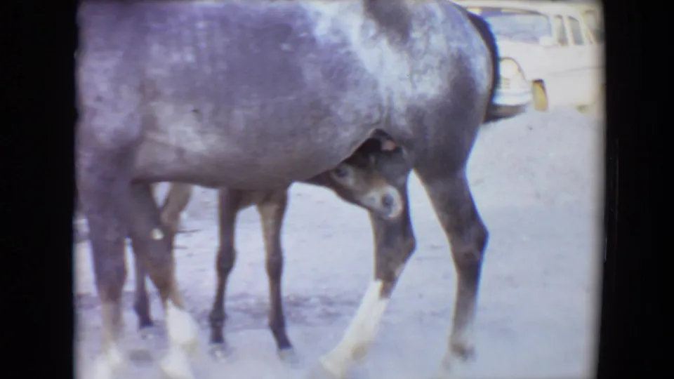 1967 Flagstaff home-movie frame showing an adult horse beside a dark foal with white markings on a dusty farmyard.