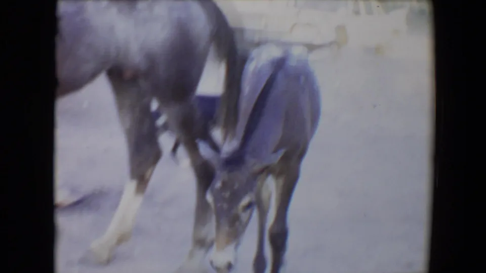 1967 Flagstaff 8mm frame with a dark foal lowering its head beside an adult horse in a dusty outdoor farm setting.