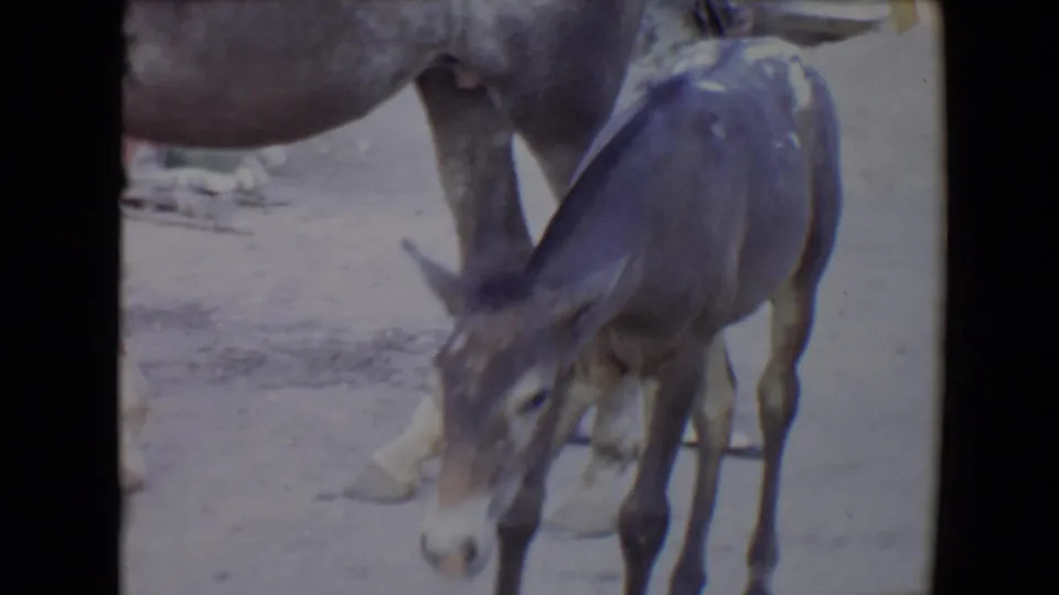 1967 Flagstaff farm frame showing a foal near an adult horse, with partial legs of a background person visible behind them.