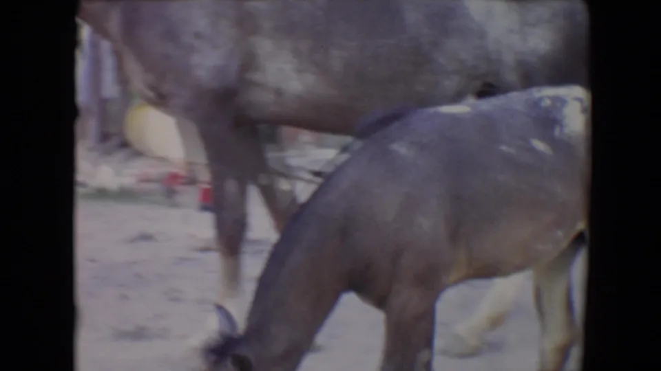 1967 Flagstaff home-movie frame with a foal grazing or nuzzling near the adult horse on dusty ground.