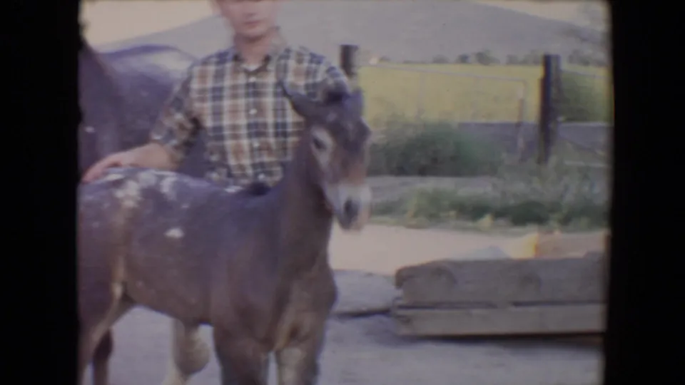 A small donkey stands in the foreground while the young man keeps one hand on its back in rural 1967 Flagstaff footage.